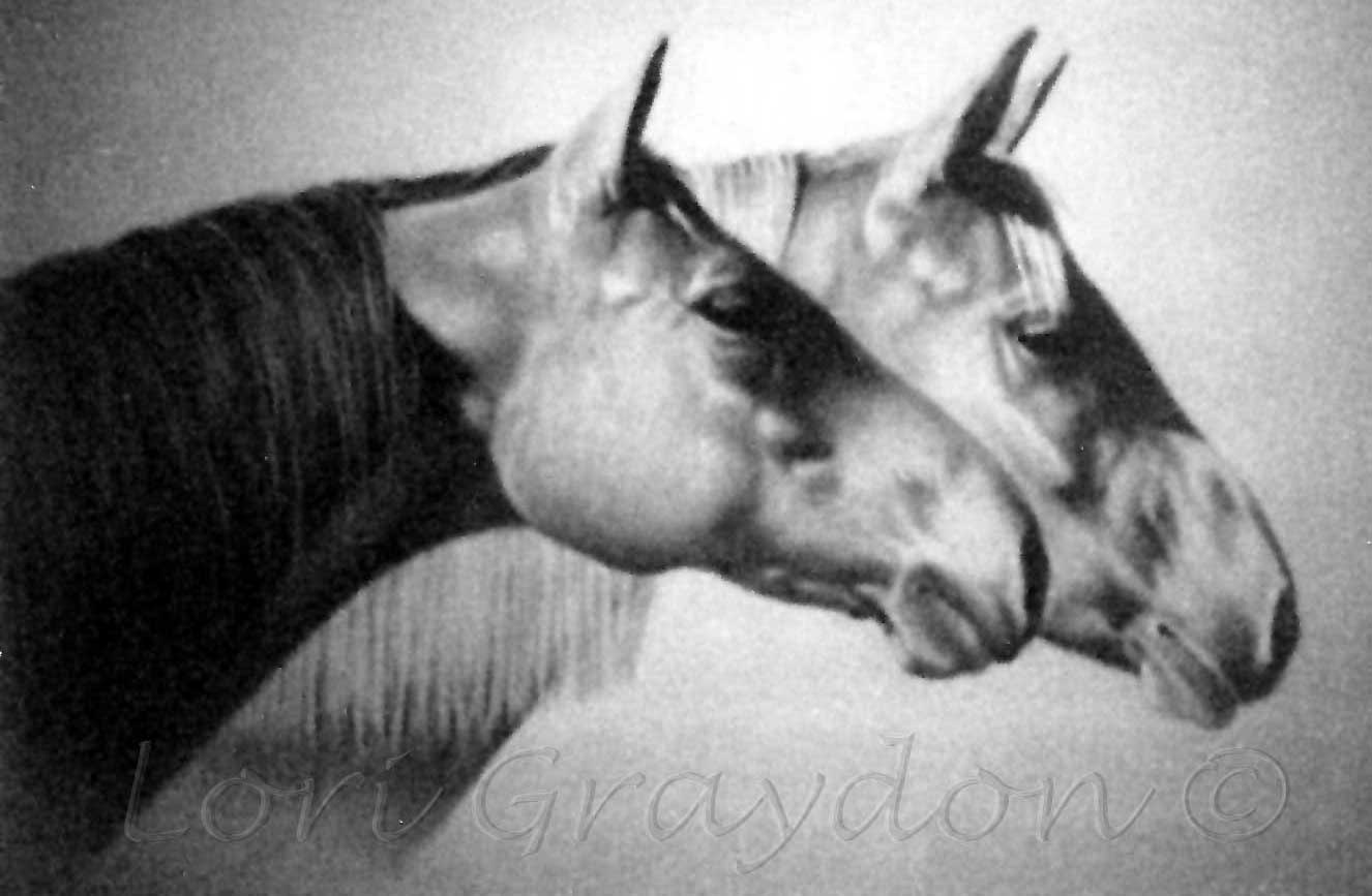 2 horses bw© med