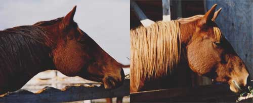 ref photos for 2 horses bw sm